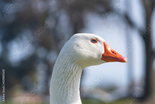The snow goose (Anser caerulescens) Close up portrait of wild bird in the park with soft light blue background