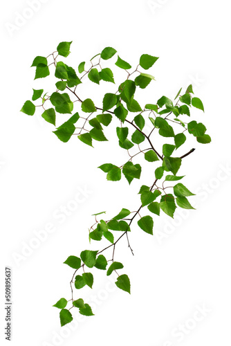 a large branch of bird cherry or birch with green leaves isolated on a white background