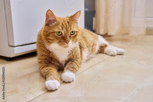 Big red cat lies near the refrigerator, waiting for food
