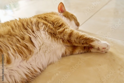Fototapeta Naklejka Na Ścianę i Meble -  Big red cat lying on the floor at home, sleeping resting