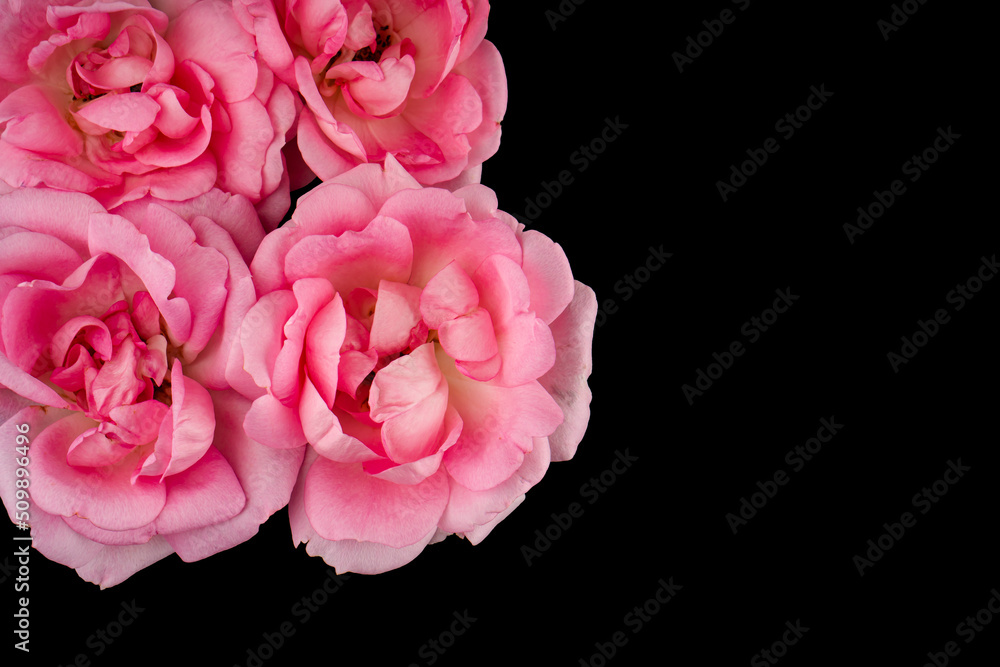 rose flowers, on a black background isolated rose flowers, on a black background isolated