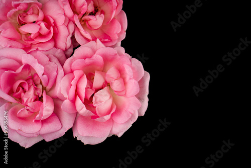 rose flowers, on a black background isolated