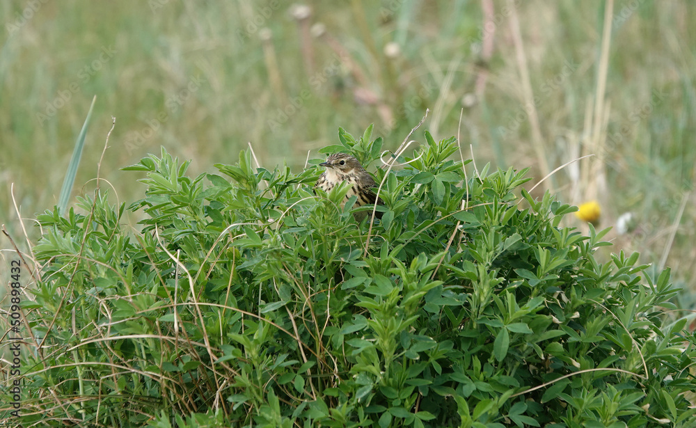 A meadow pipit perching in a green bush. 
