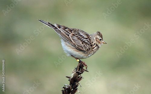 Canvas Print A beautiful profile view of a skylark against a defocused green background