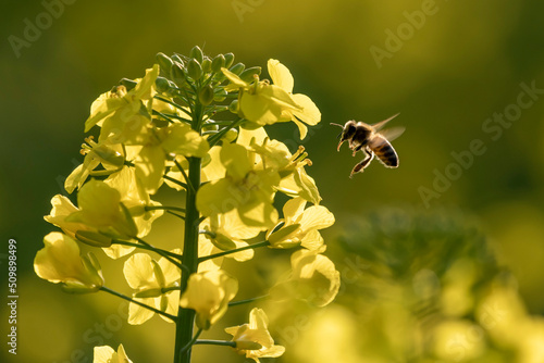 pszczoła lata przy kwiatach żółtych rzepaku © Colorful Soul