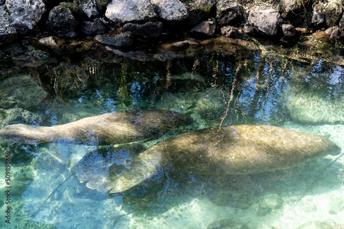 Two Florida Manatees (Trichechus manatus latirostris) swimming in the water at Crystal River National Wildlife Refuge in Florida, USA, a winter gathering site for manatees. photo
