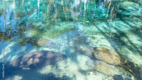 
Four Florida Manatees (Trichechus manatus latirostris) swimming in the water at Crystal River National Wildlife Refuge in Florida, USA, a winter gathering site for manatees.
 photo