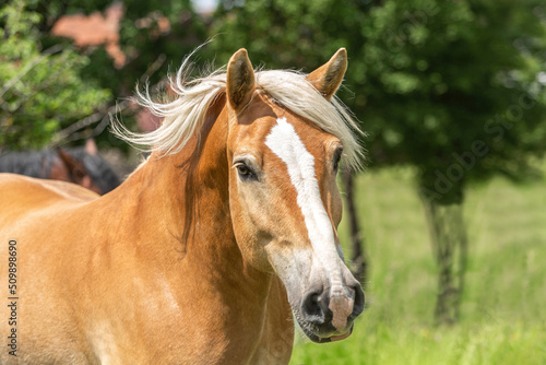 Head portrait of a haflinger horse on a pasture in summer outdoors