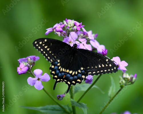 Eastern Black swallowtail butterfly pollinating Dame's Rocket flowers in a garden  photo