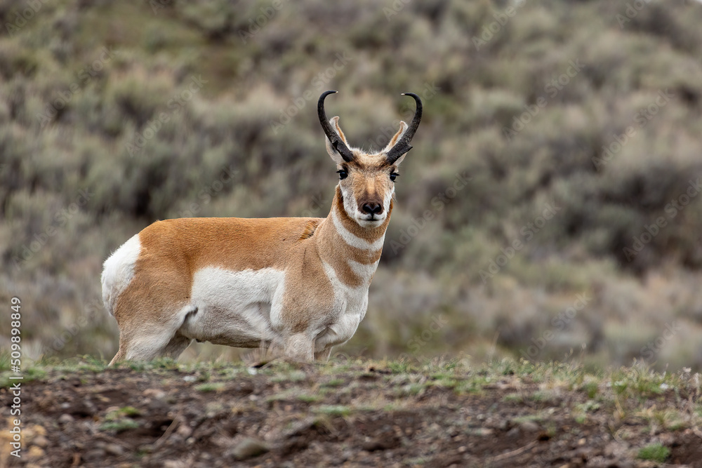 Pronghorn in Yellow National Park Pronghorn in Yellow National Park