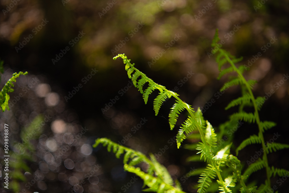 A young leaf of a fern on the background of a blurred forest. Part of a leaf with lobes. Blooms in spring. Selective focus.