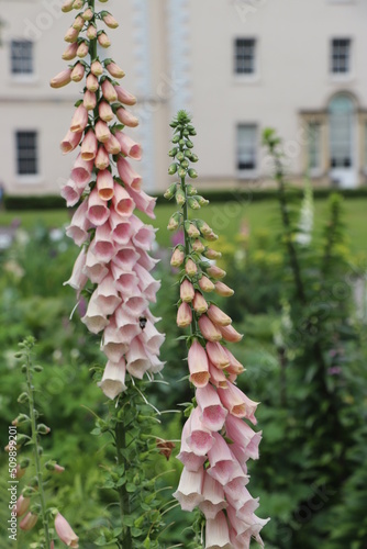 Obraz na plátne fox gloves in front of manner house