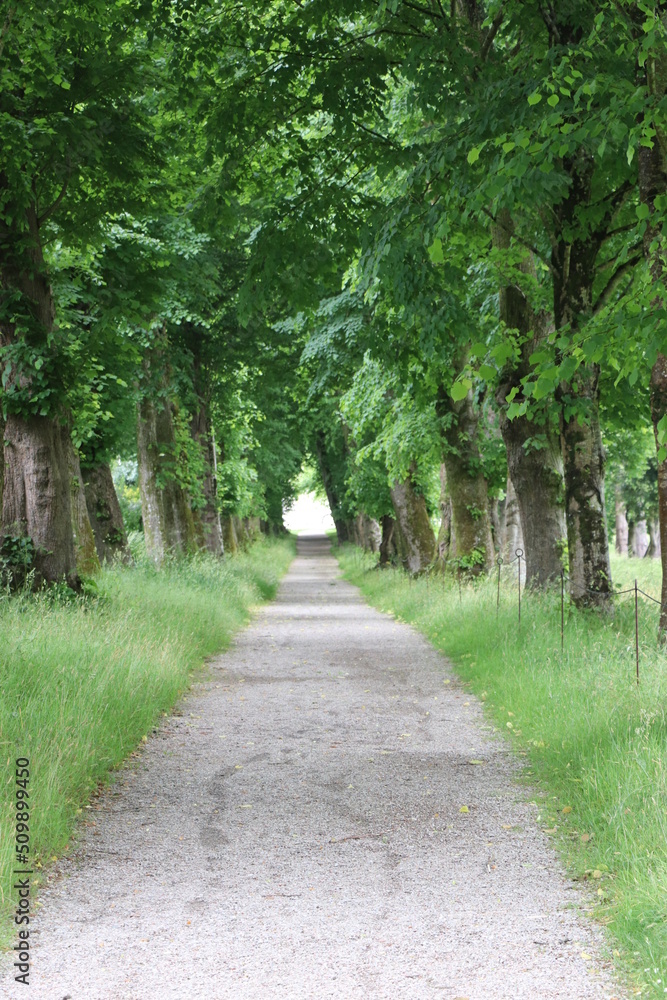 Fototapeta premium path in the park