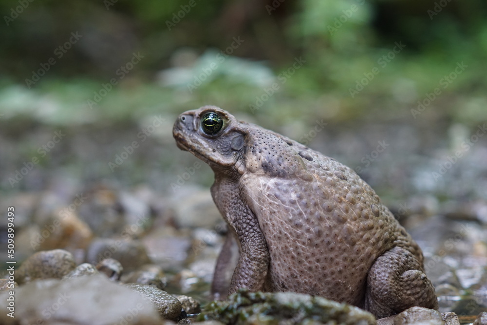 bufo bufo