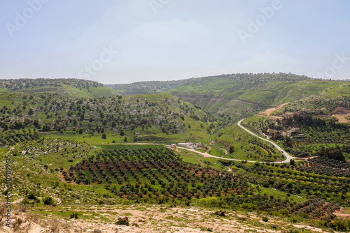 Irbid, Jordan : nature and trees in Umm Qais road photo