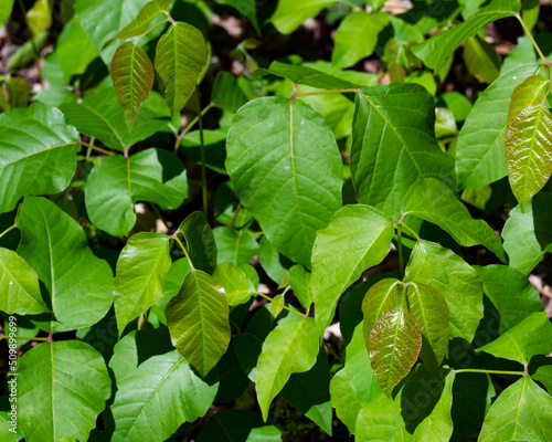 A patch of poison ivy