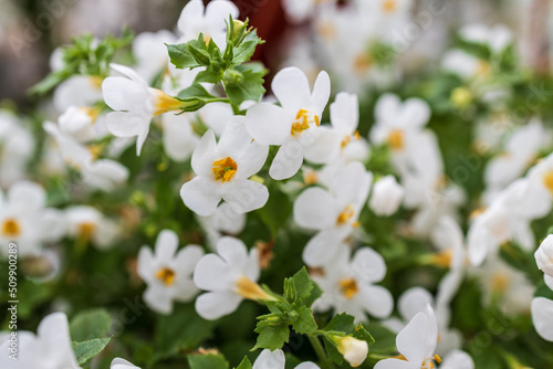 Ornamental bacopa flowers - Latin name - Chaenostoma cordatum. Bacopa monnieri, herb Bacopa is a medicinal herb used in Ayurveda, also known as Brahmi, a herbal memory photo