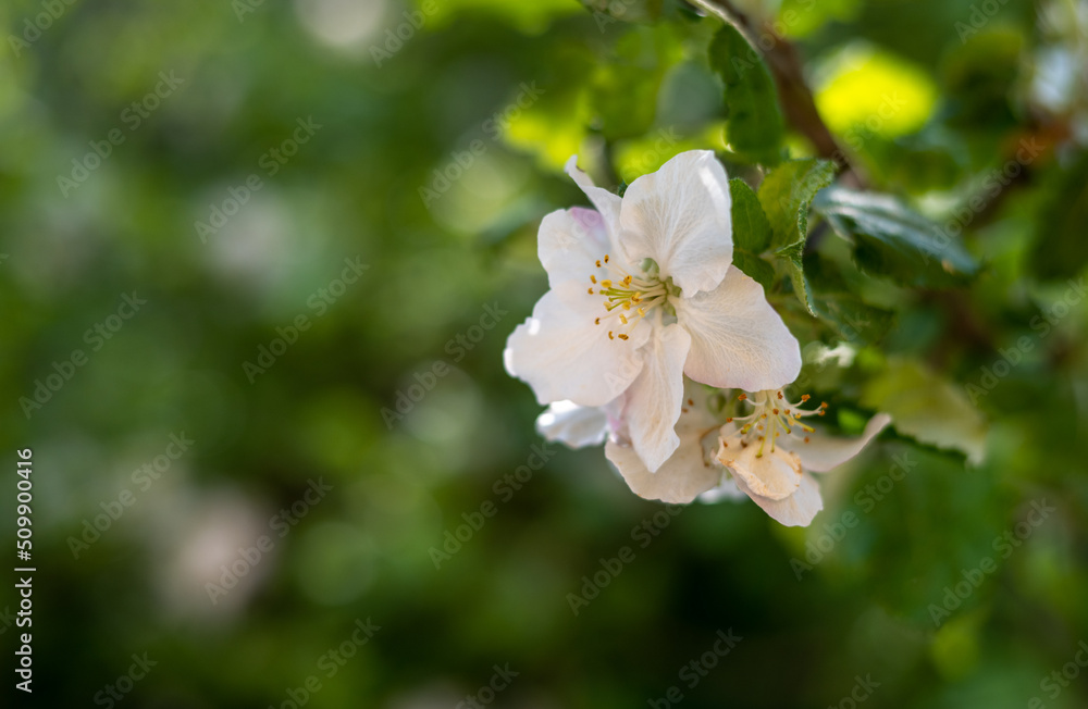 Pink and white apple blossom flowers on tree in springtime Pink and white apple blossom flowers on tree in springtime