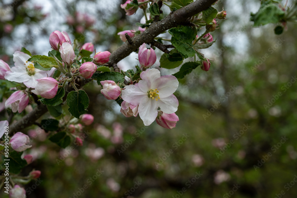 Pink and white apple blossom flowers on tree in springtime Pink and white apple blossom flowers on tree in springtime