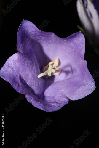 Blue flower blossoming close up trendy botanical background Campanula rhomboidalis family campanulaceae big size prints high quality photo