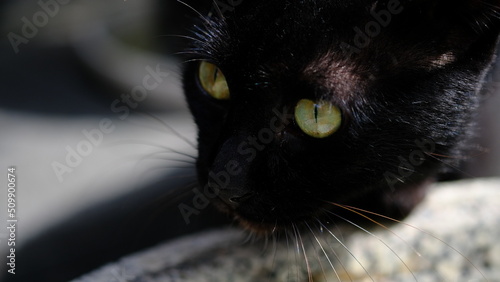 Fototapeta Naklejka Na Ścianę i Meble -  black cat with green eyes macro