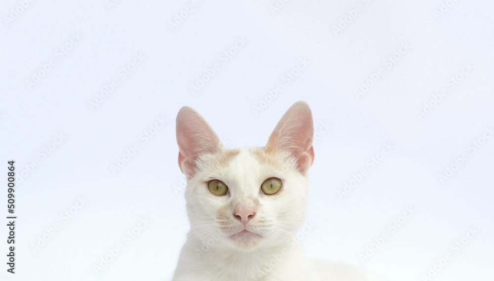 Close up of a cat head looking straight into the camera on a white background