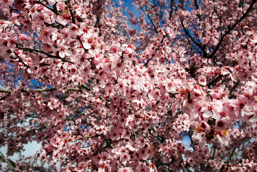 A Decorative Plum Tree in Spring at Full Bloom A Decorative Plum Tree in Spring at Full Bloom