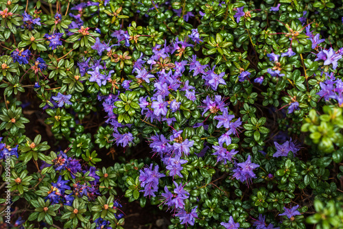 Blue rhododendron flowers  Cirava  Latvia.