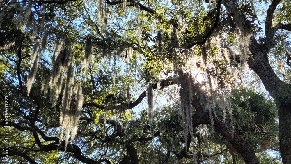Fototapeta premium Tree with Draping Spanish Moss