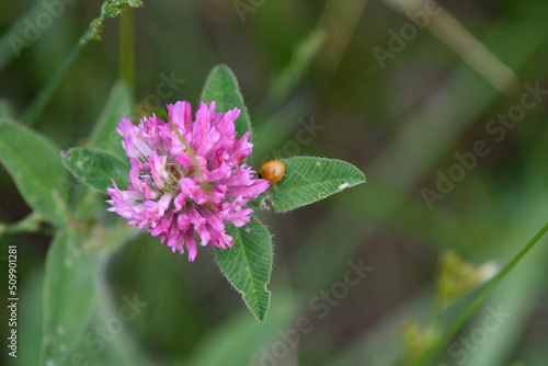 Ladybug by a Purple Clover