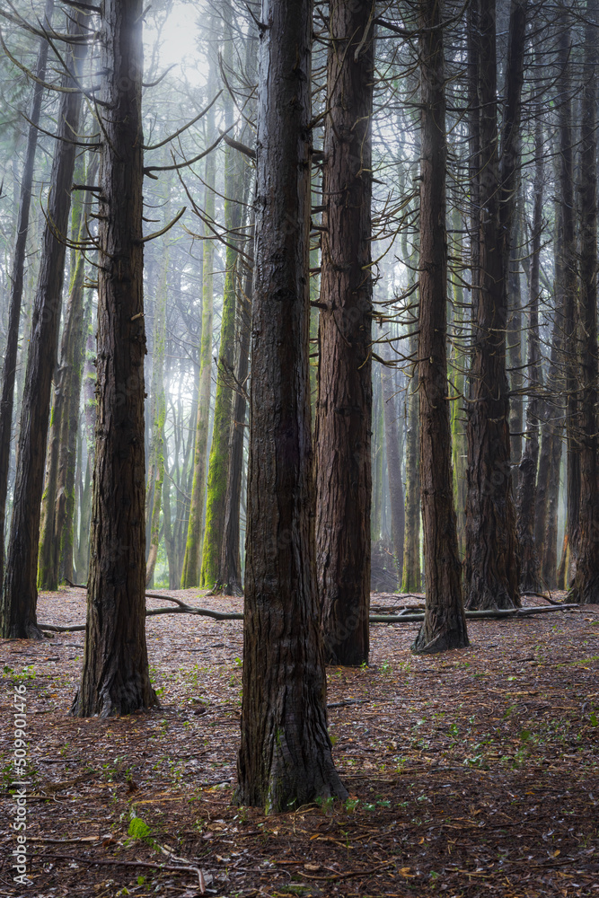 A woodland scene with fog in Sintra mountain forest, Portugal