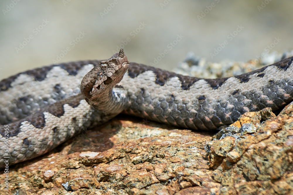Nose-Horned Viper male in natural habitat (Vipera ammodytes) Nose-Horned Viper male in natural habitat (Vipera ammodytes)