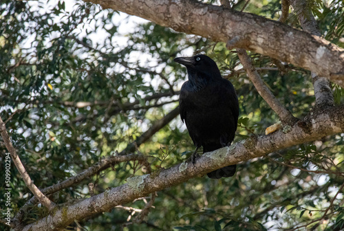 Australian raven (Corvus coronoides)