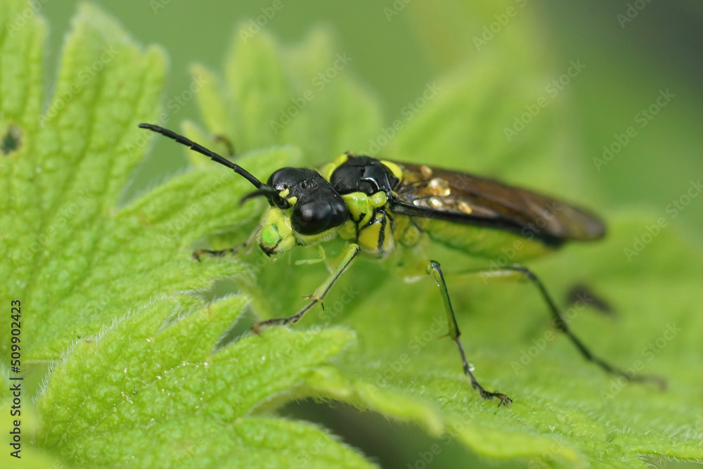 Closeup on a colorful green sawfly,Tenthredo mesomela on a green geranium leaf Closeup on a colorful green sawfly,Tenthredo mesomela on a green geranium leaf