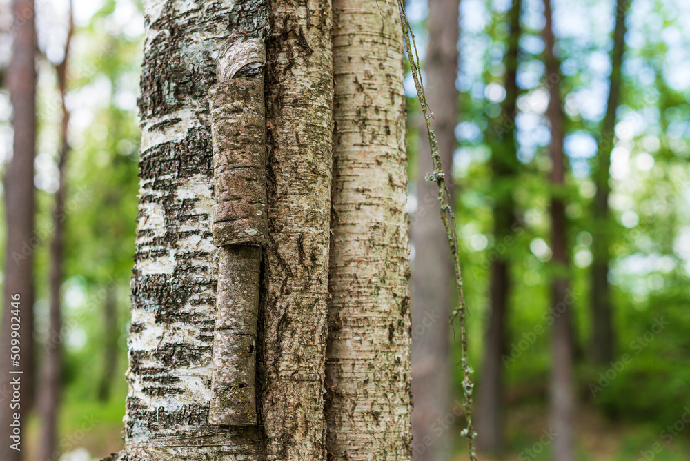 Closeup of the trunk of a birch tree. Old, torn birch bark.