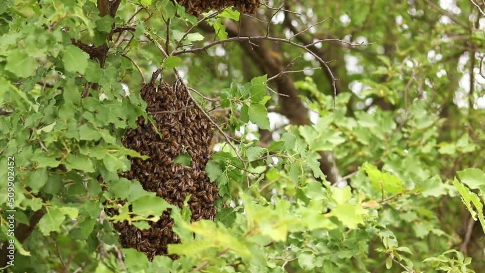 A swarm of honey bees on a tree branch with green foliage in nature A swarm of honey bees on a tree branch with green foliage in nature