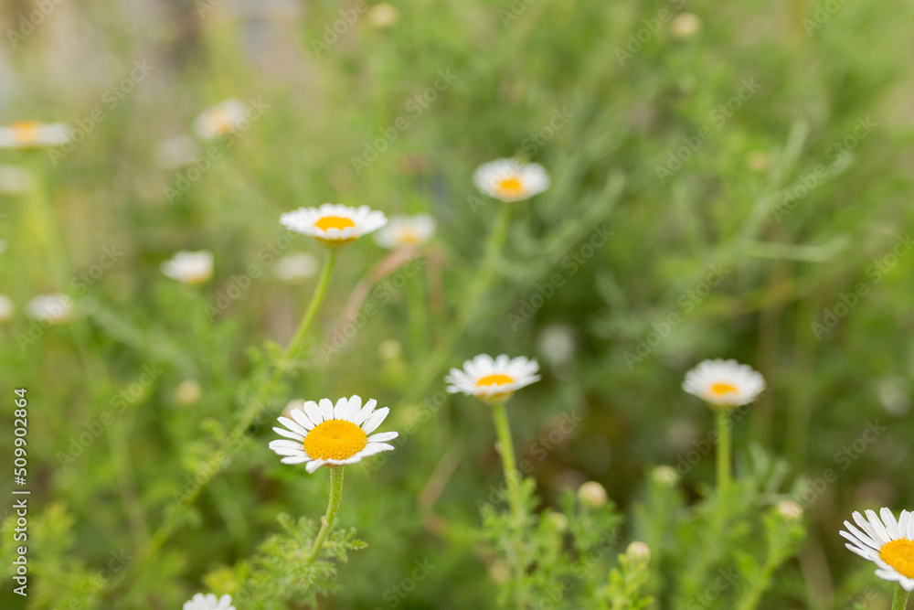 Chamomile flower field. Camomile in the nature. Field of camomiles at sunny day at nature Chamomile flower field. Camomile in the nature. Field of camomiles at sunny day at nature