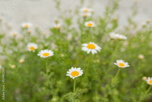 Chamomile flower field. Camomile in the nature. Field of camomiles at sunny day at nature