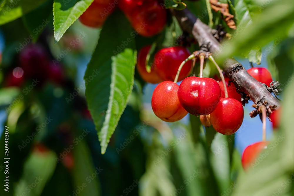 Fototapeta premium The cherry fruit is just emerging on the tree. Cherries to be picked fresh from the branch from the cherry orchard.