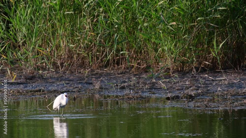 Little heron Egretta garzetta on the lake. The bird walks and feeds on the lake. Little heron Egretta garzetta on the lake. The bird walks and feeds on the lake.
