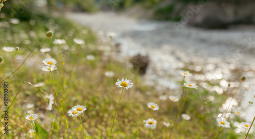 Flowering. Chamomile. Blooming chamomile field, Chamomile flowers on a meadow in summer. Selective focus