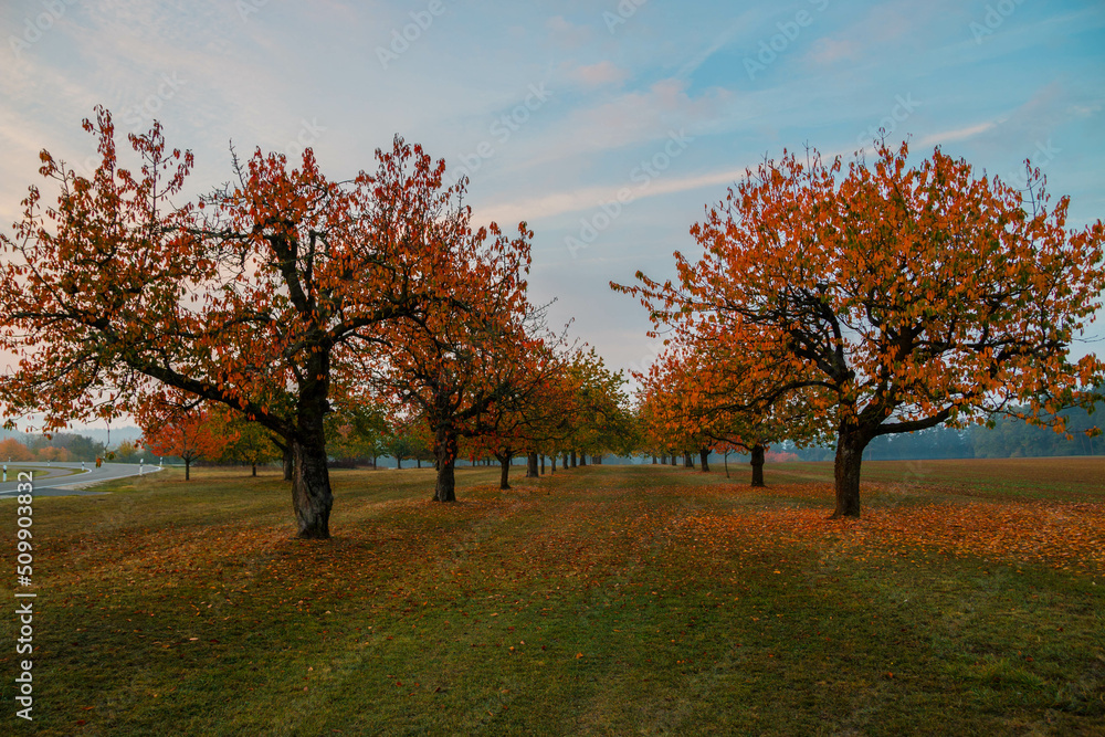 Kirschbäume Herbst