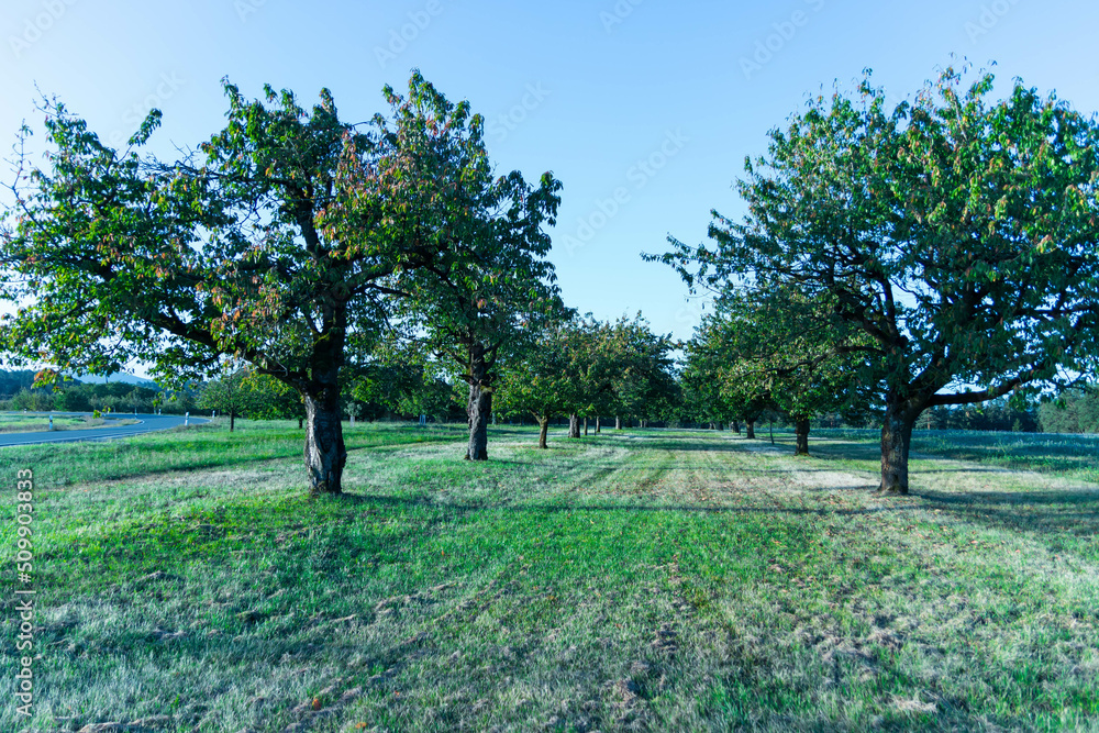 Kirschbäume Sommer