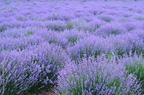 Lavender field on the sunset