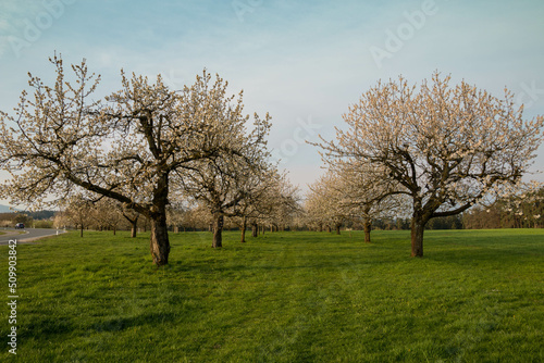 Kirschbäume blühen Frühjahr