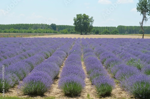 Lavender field