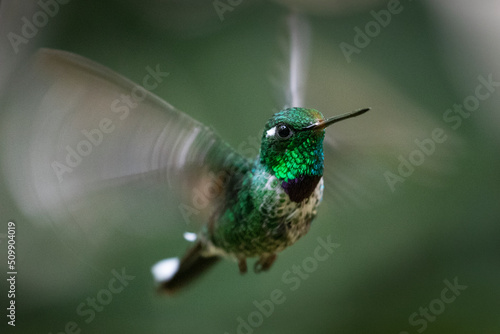 A hummingbird flying in Ecuador.