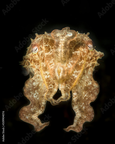 A reef cuttlefish raises its arms as it swims in Indonesia. photo