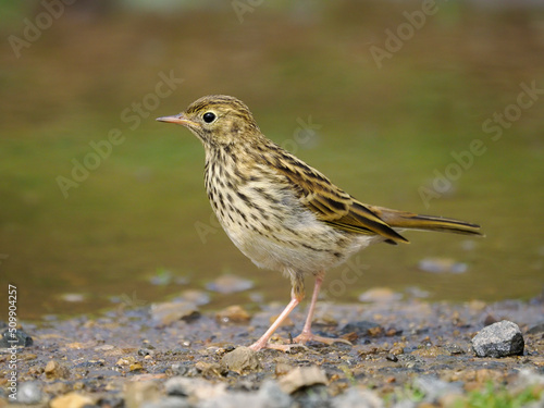 Meadow pipit, Anthus pratensis,