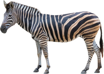 zebra standing isolated